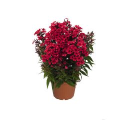 Floks wiechowaty 'Early Red'